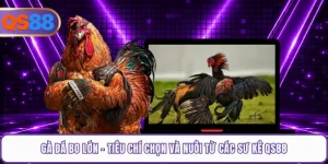 Gà Đá Bo Lớn - Tiêu Chí Chọn Và Nuôi Từ Các Sư Kê QS88